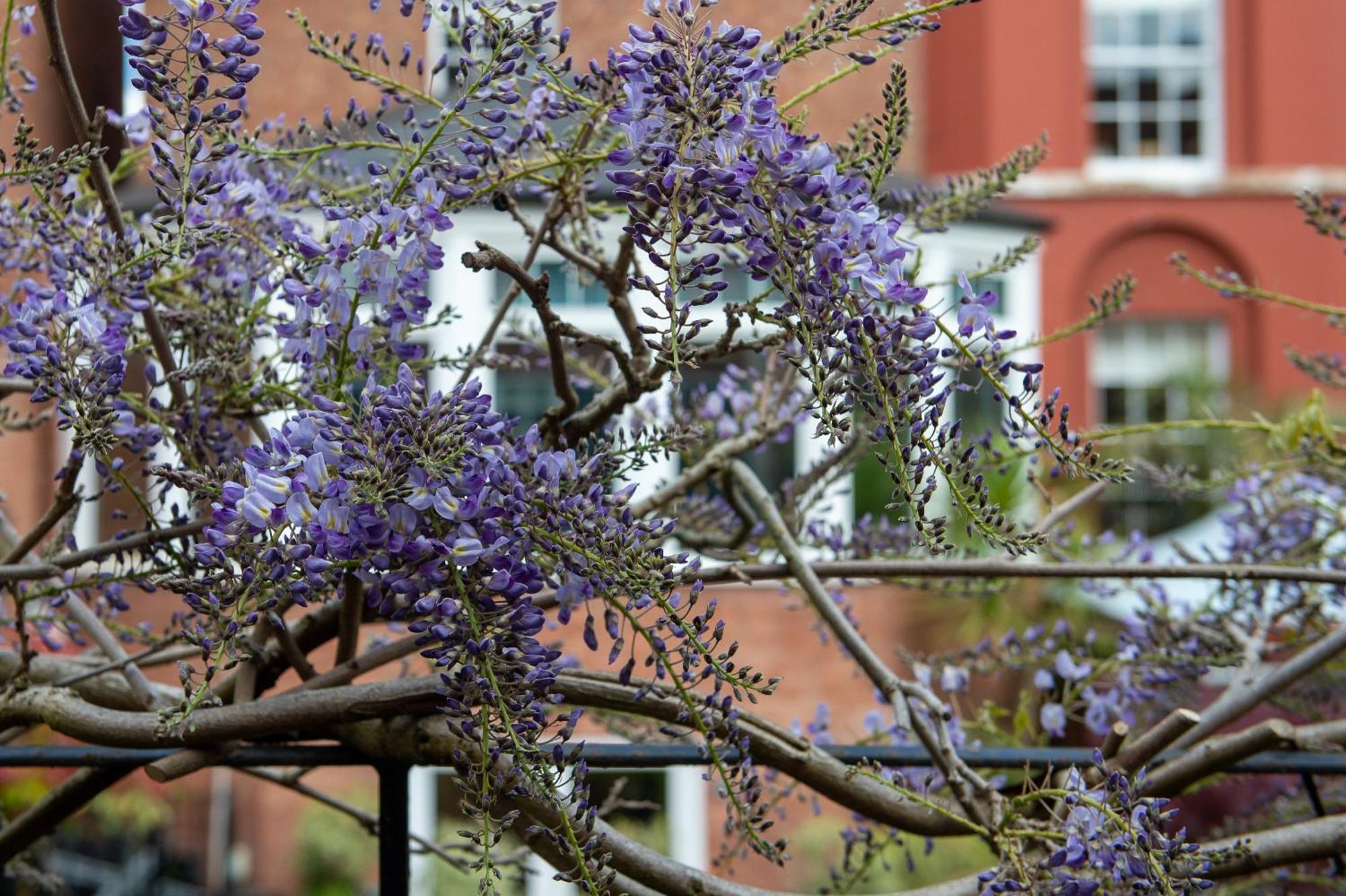 مبيت وإفطار شروزبري Darwin'S Townhouse المظهر الخارجي الصورة Wisteria sinensis